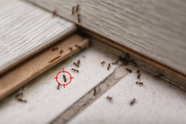 Best Termite Control Services  in Hayneville, AL