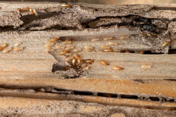 Best Affordable Pest Control Services  in Hayneville, AL