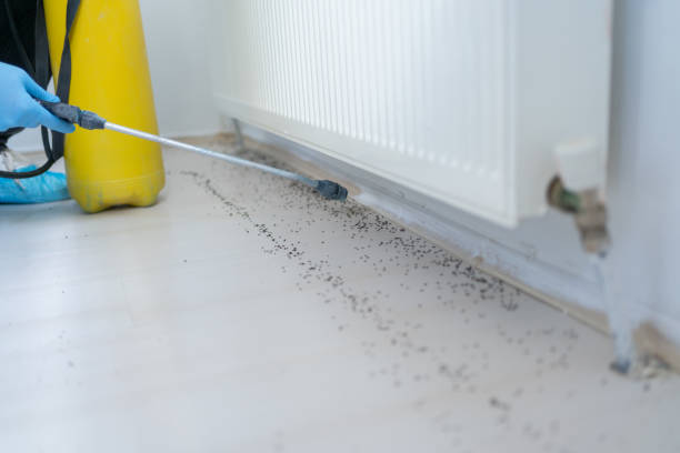 Best Wasp Removal Services  in Hayneville, AL