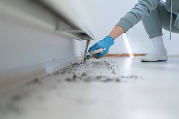 Wasp Removal Services in Hayneville, AL